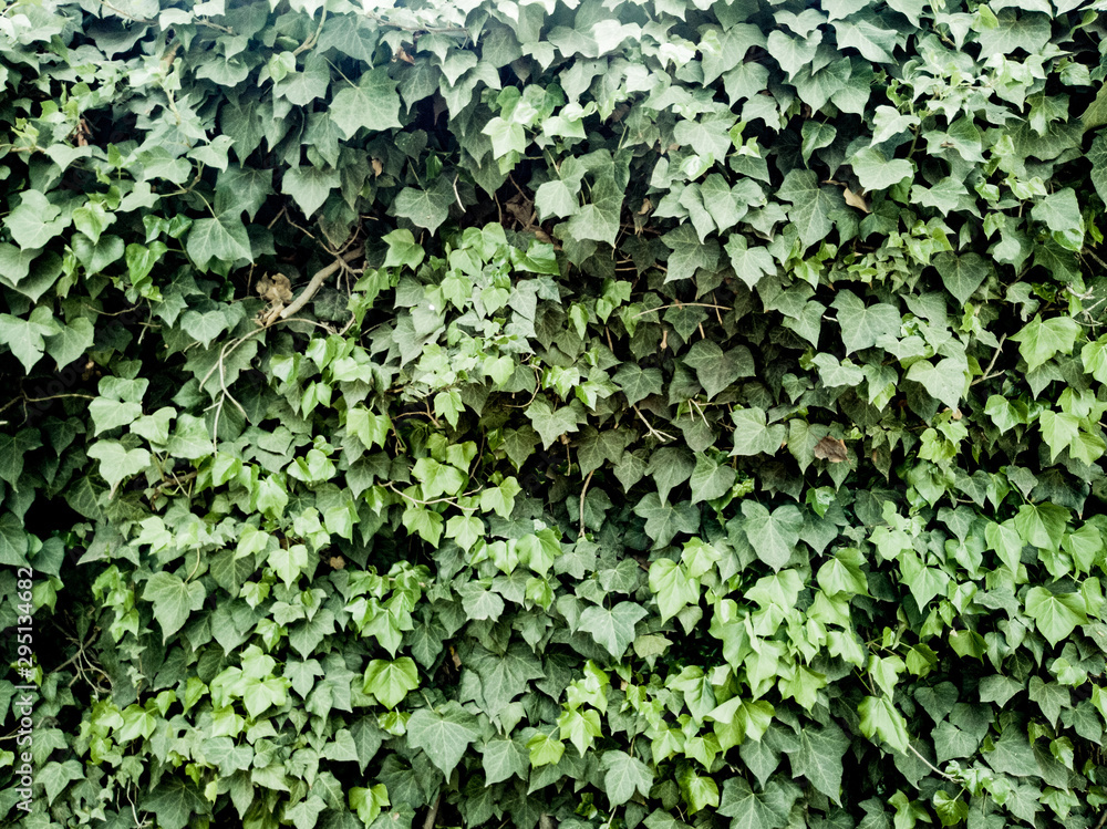 Fototapeta premium ivy on wall