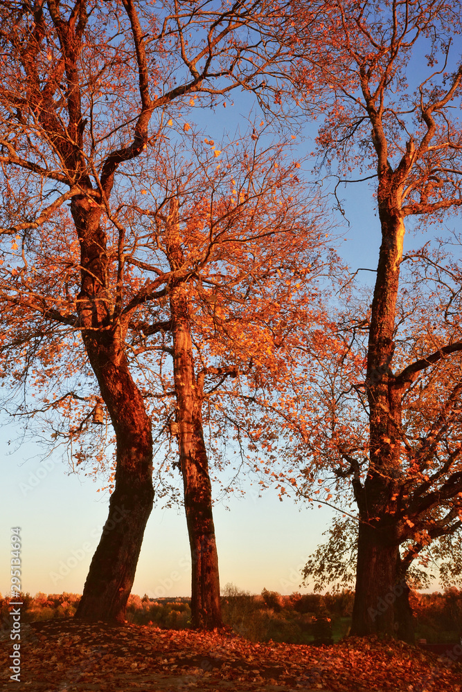 Red autumn trees. Beautiful seasonal landscape. Red autumn trees. Beautiful seasonal landscape.