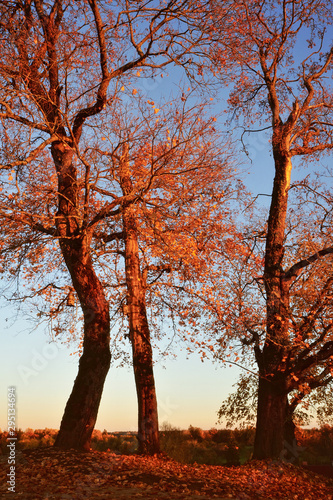 Red autumn trees. Beautiful seasonal landscape. 