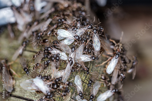 lots of flys gathering on the wooden plank