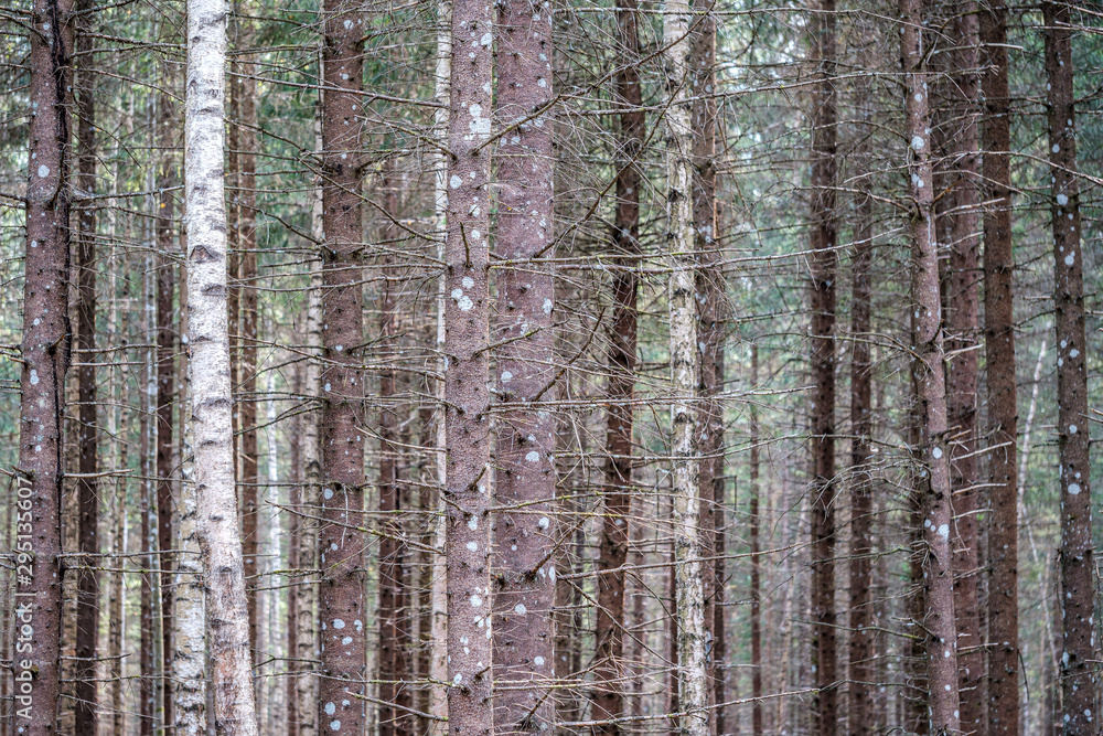 Obraz premium tree trunk wall in forest