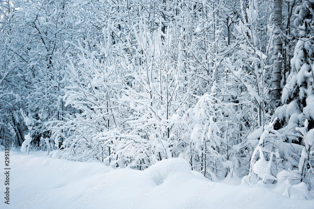 Frozen tree branches and bushes covered in snow on a sunny winter Christmas morning, on a snowy background Frozen tree branches and bushes covered in snow on a sunny winter Christmas morning, on a snowy background