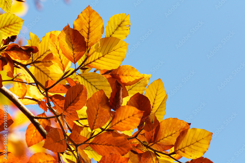 Fototapeta premium Herbst im Rotbuchenwald