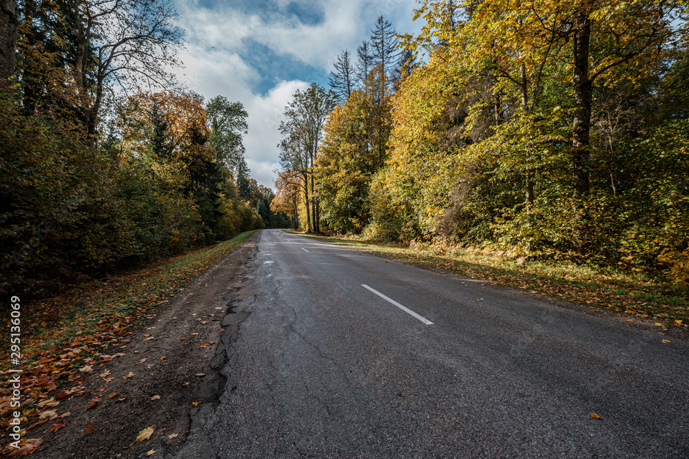 golden yellow autumn road in sunny day golden yellow autumn road in sunny day