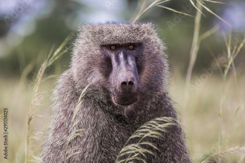 Cuadro en lienzo Monkey Baboon - Portrait