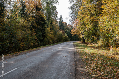 golden yellow autumn road in sunny day