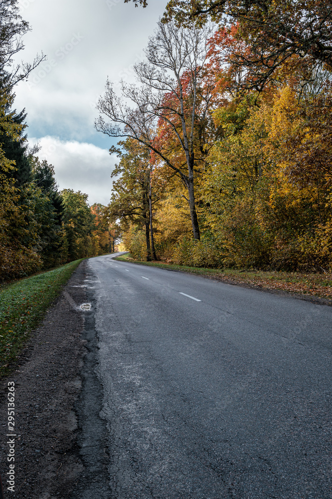 golden yellow autumn road in sunny day