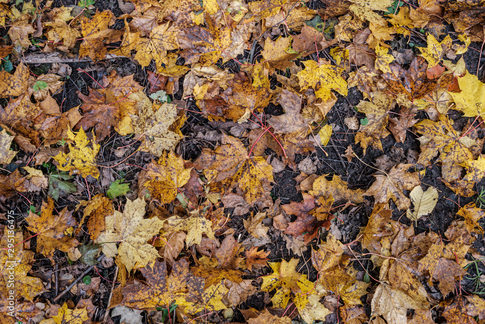 autumn pattern. abstract with green tree leaves autumn pattern. abstract with green tree leaves