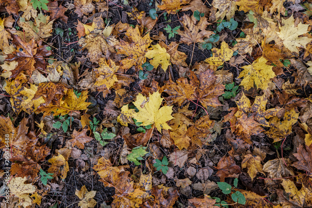 autumn pattern. abstract with green tree leaves autumn pattern. abstract with green tree leaves