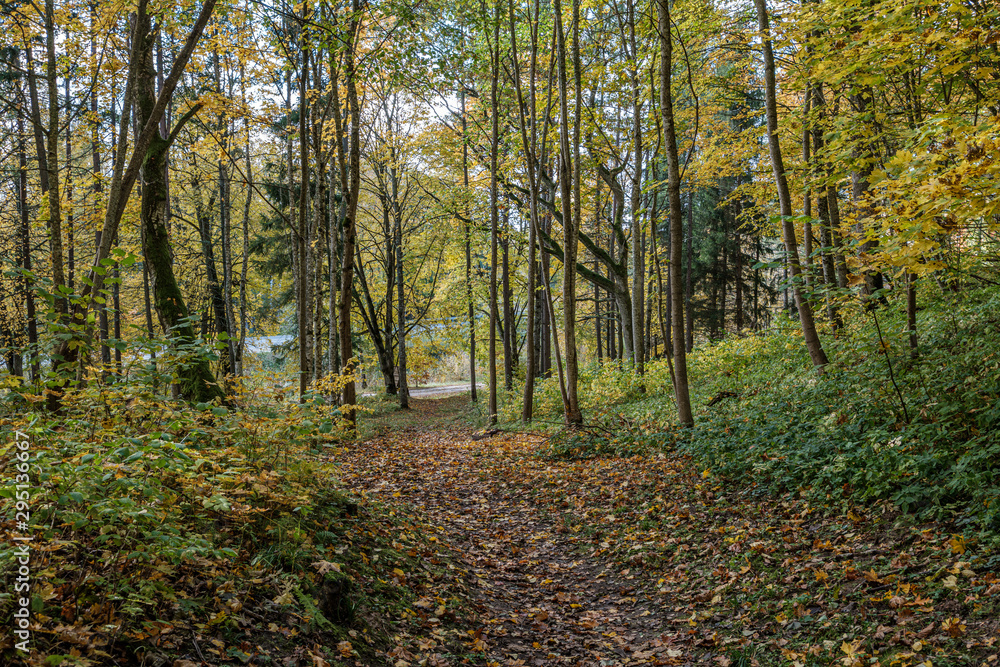 golden yellow autumn road in sunny day golden yellow autumn road in sunny day