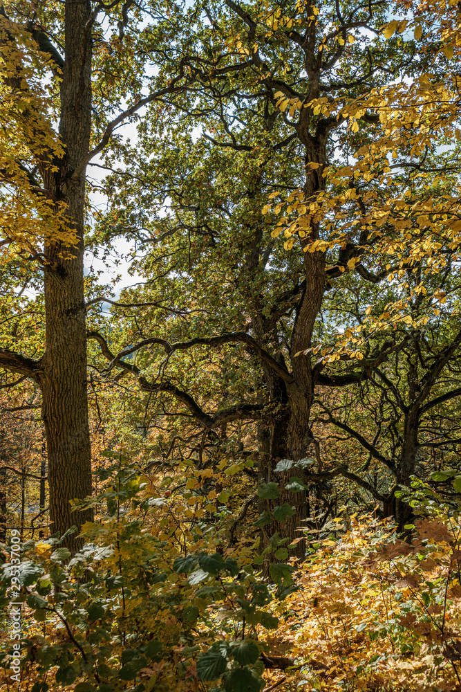 golden yellow colored tree leaves inn the park golden yellow colored tree leaves inn the park