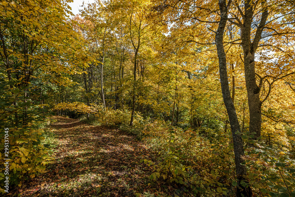 golden yellow autumn road in sunny day