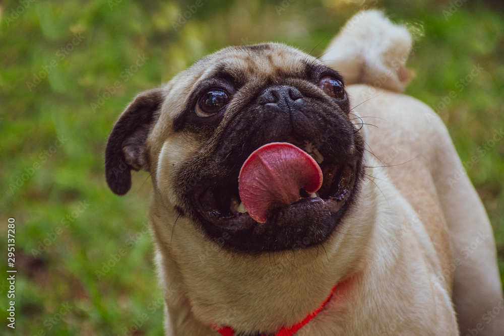 Pug, doguillo o carlino es una raza de perro de origen histórico en China. Es un perro pequeño de tipo molosoide, utilizado como mascota Pug, doguillo o carlino es una raza de perro de origen histórico en China. Es un perro pequeño de tipo molosoide, utilizado como mascota