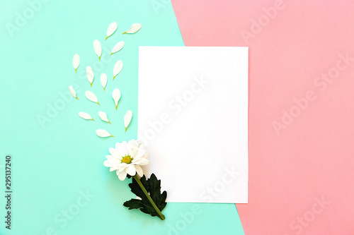 White chrysanthemum with copy space on a mint and pink background