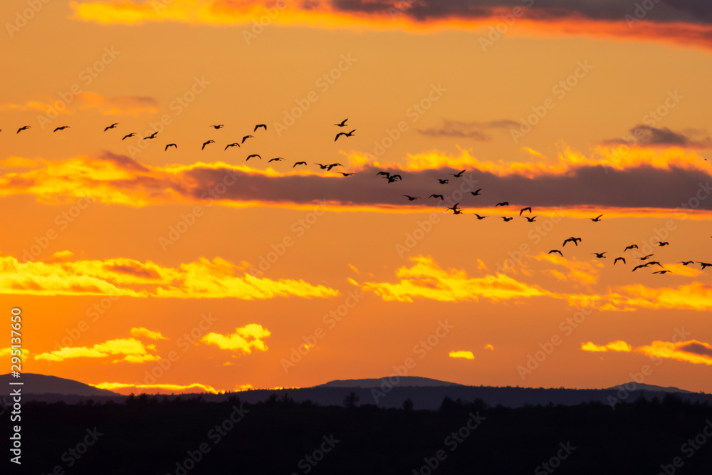 Geese flying through sunset, zoom