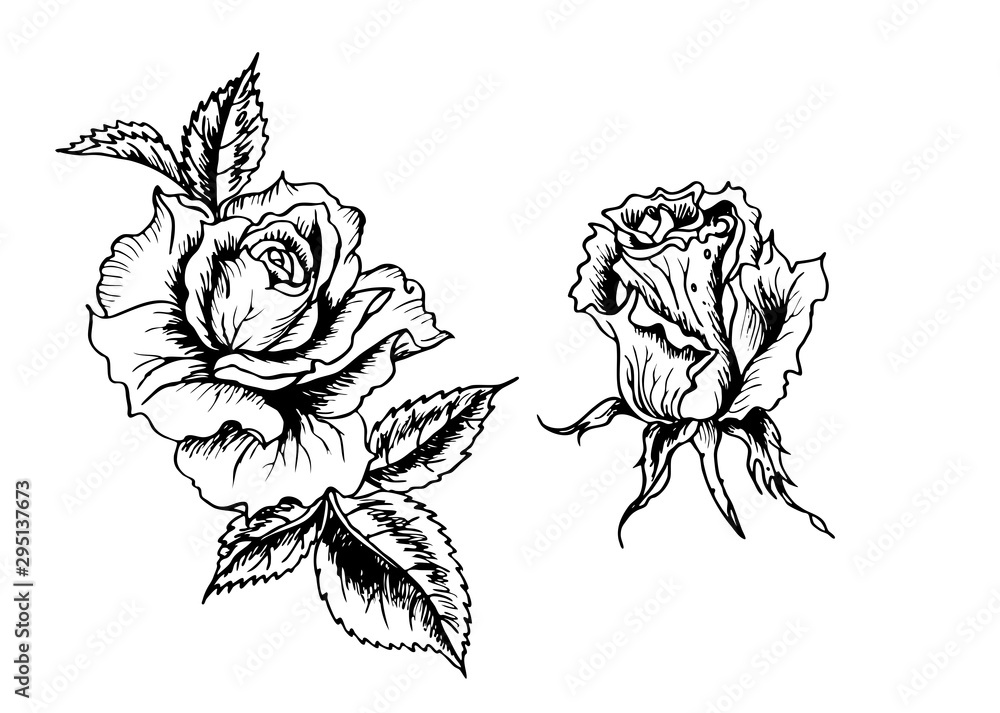 Obraz premium Roses, black and white graphic drawing in retro style. Floral vector illustration with a roses.