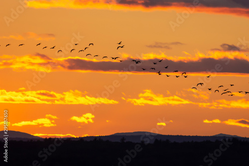 Geese flying through sunset, zoom