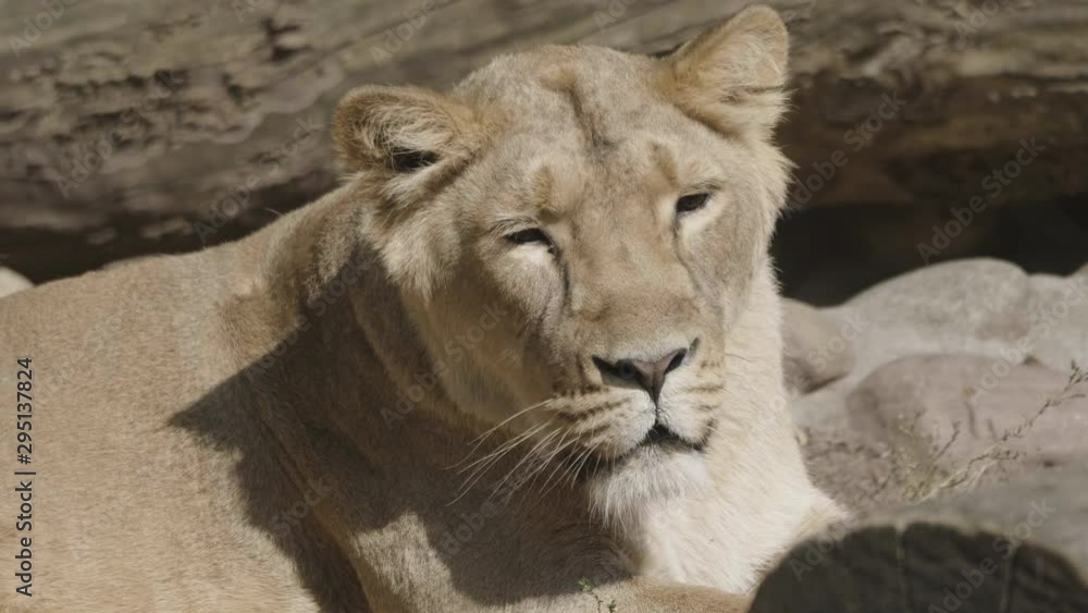 Portrait lioness basking in the warm sun after dinner. Portrait lioness basking in the warm sun after dinner.