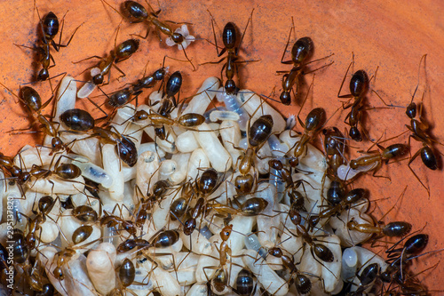 The Yellow Crazy Ant or Anoplolepis gracilipes , orange ants and eggs in nest.
