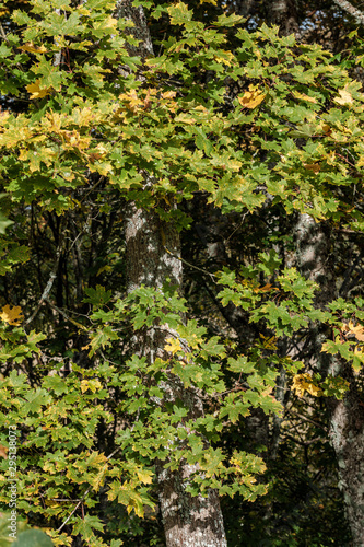 autumn colored yellow tree leaves in the forest