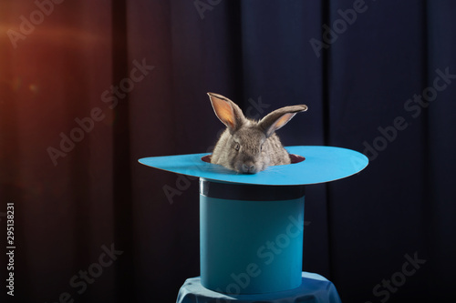 rabbit in  hat on blue background