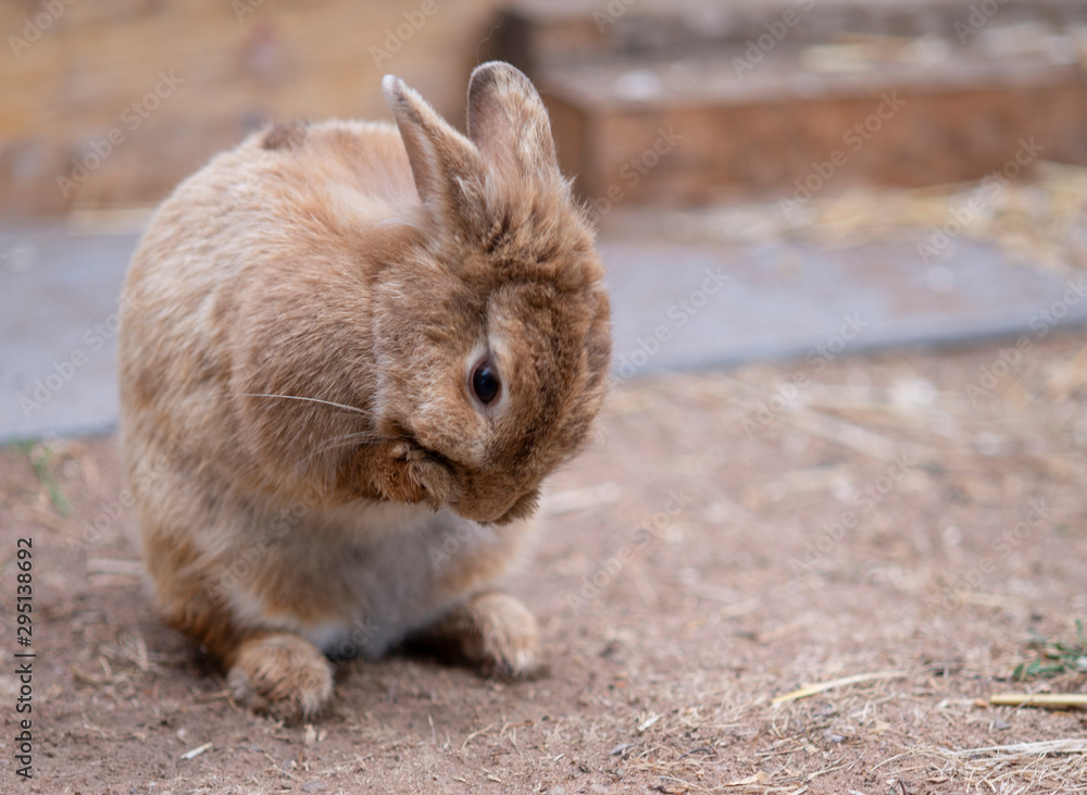 Hase Rupft Anderen Hasen Fell Aus kleiner brauner Hase putzt sich in seinem Stall Stock Photo | Adobe Stock