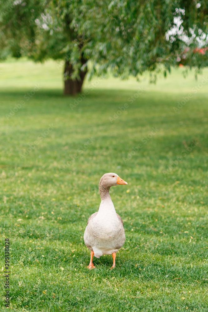 Ducks are walking in the garden Ducks are walking in the garden