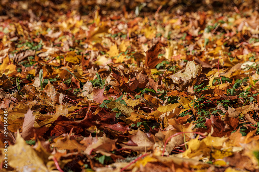 autumn pattern. abstract with green tree leaves autumn pattern. abstract with green tree leaves