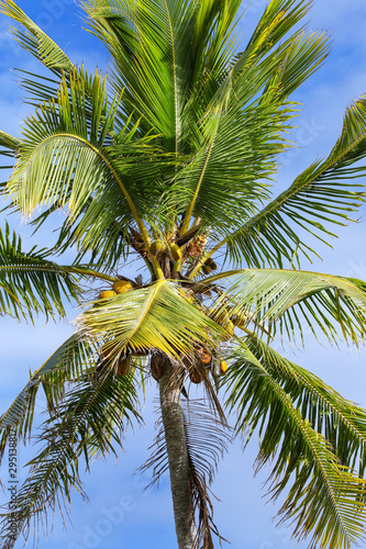 View of the palm tree top with coconuts