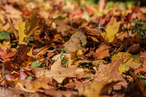 autumn pattern. abstract with green tree leaves