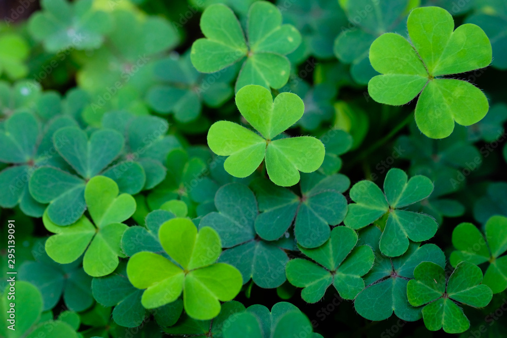 Spring background frame, Green clover leaf isolated on white background. with three-leaved shamrocks. St. Patrick's day holiday symbol,Spring concept , Earth Day Spring background frame, Green clover leaf isolated on white background. with three-leaved shamrocks. St. Patrick's day holiday symbol,Spring concept , Earth Day
