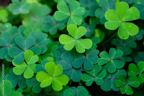 Spring background frame, Green clover leaf isolated on white background. with three-leaved shamrocks. St. Patrick's day holiday symbol,Spring concept , Earth Day