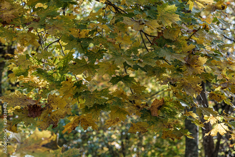 autumn pattern. abstract with green tree leaves autumn pattern. abstract with green tree leaves