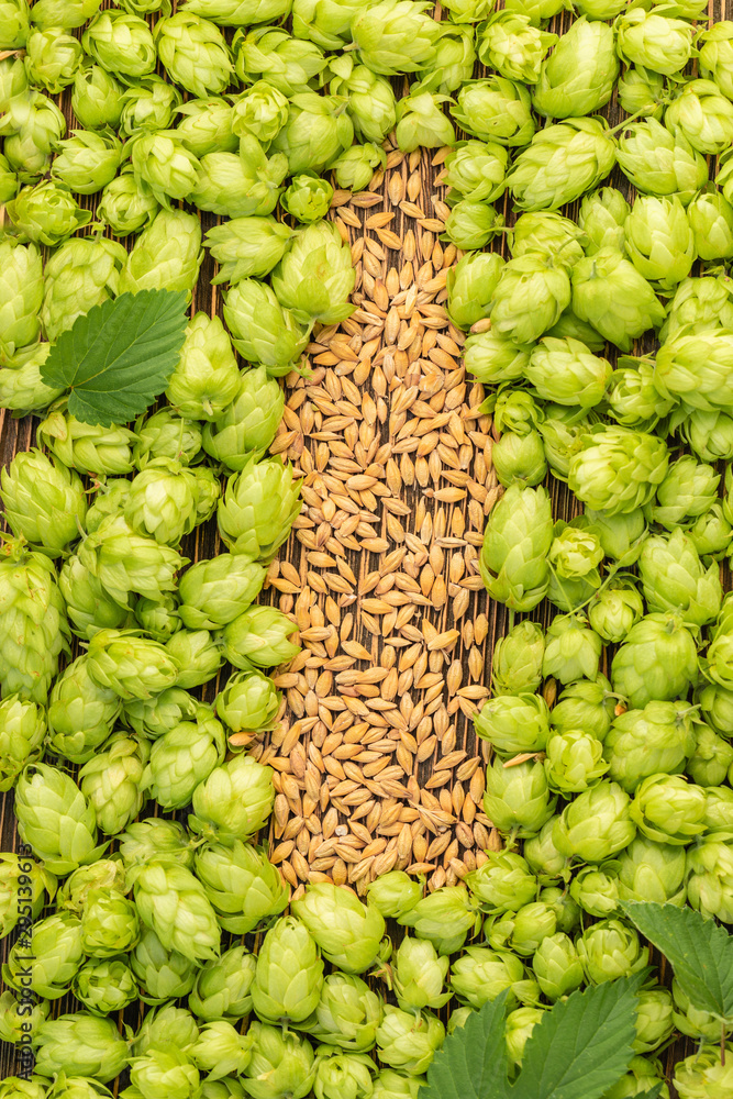 Beer concept. Natural ingredients of brewery process- hops cones pattern and barley grains in form of shape of beer bottle. October fest idea board. Beer concept. Natural ingredients of brewery process- hops cones pattern and barley grains in form of shape of beer bottle. October fest idea board.