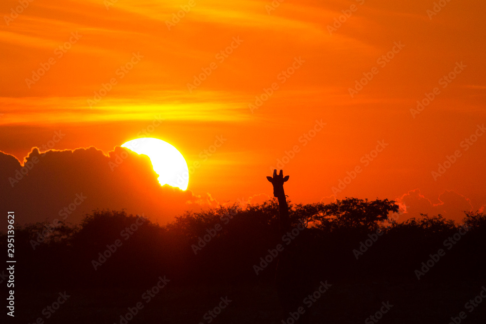 Etosha National Park, Namibia. A giraffe (Giraffa camelopardalis) is silhouetted by the setting sun.