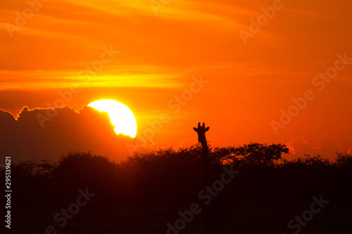 Etosha National Park, Namibia. A giraffe (Giraffa camelopardalis) is silhouetted by the setting sun.