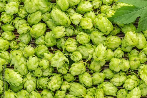 Green ripe hop cones and leaves for brewery and bakery background pattern.