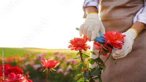 Fototapeta Naklejka Na Ścianę i Meble -  Woman pruning rose bush outdoors, closeup. Gardening tool