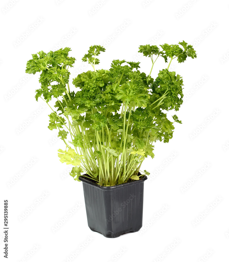 Parsley Sprouts in Flower Pot. Isolated on white background.