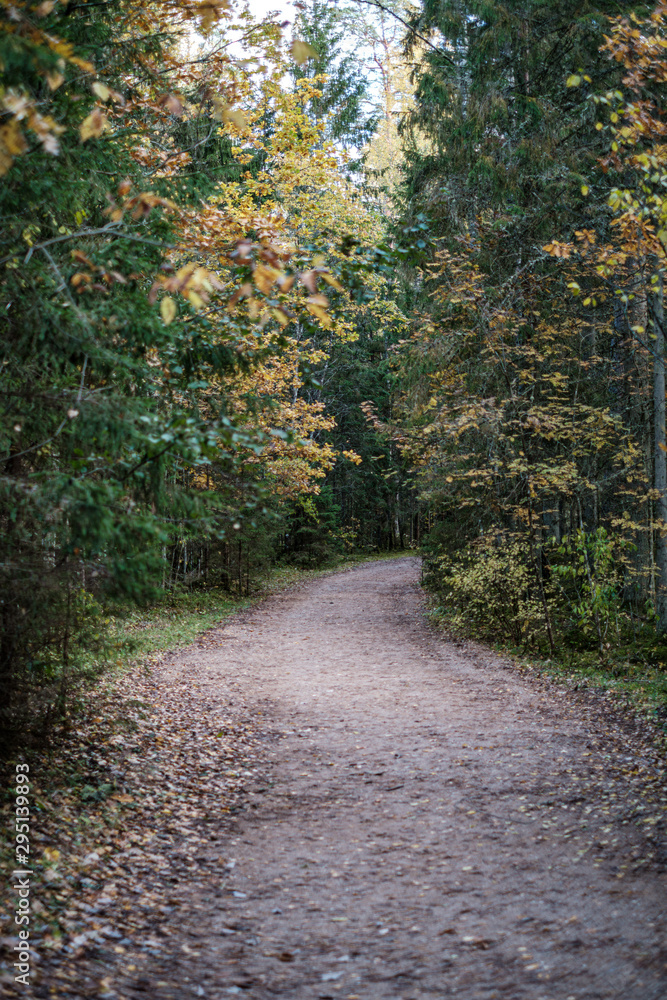 golden yellow autumn road in sunny day golden yellow autumn road in sunny day