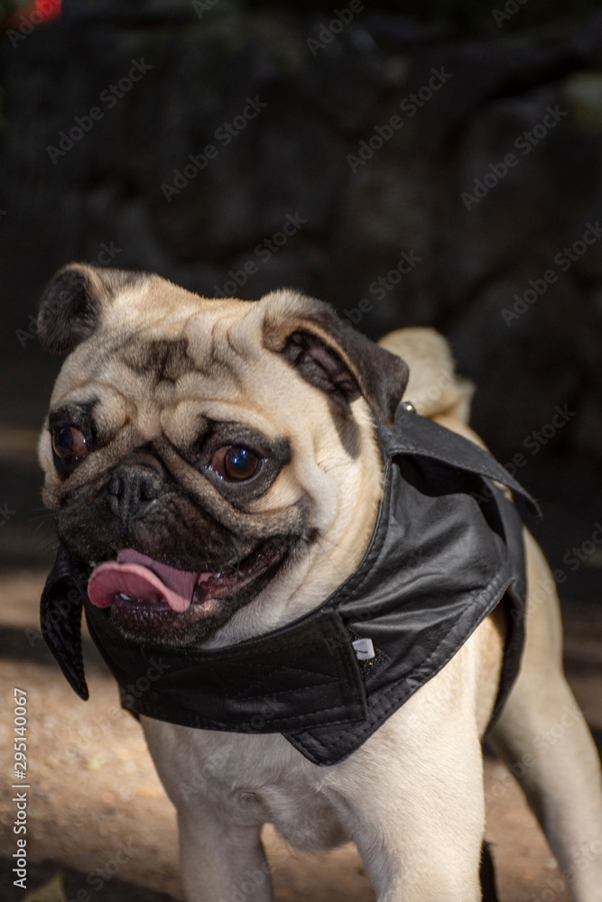 Pug, doguillo o carlino es una raza de perro de origen histórico en China. Es un perro pequeño de tipo molosoide, utilizado como mascota