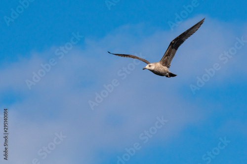 seagull flying overhead  on right