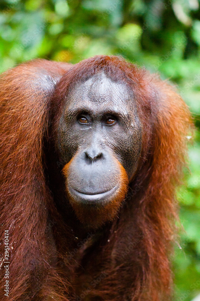 SABAH, MALAYSIAN BORNEO 18-year-old orangutan (Pongo pygmaeus) photographed at the Orangutan Rehabilitation Centre in Sepilok. SABAH, MALAYSIAN BORNEO 18-year-old orangutan (Pongo pygmaeus) photographed at the Orangutan Rehabilitation Centre in Sepilok.
