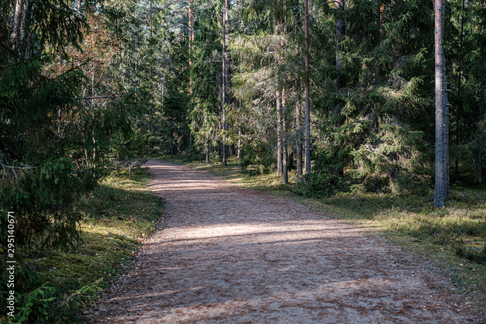 Naklejka premium golden yellow autumn road in sunny day
