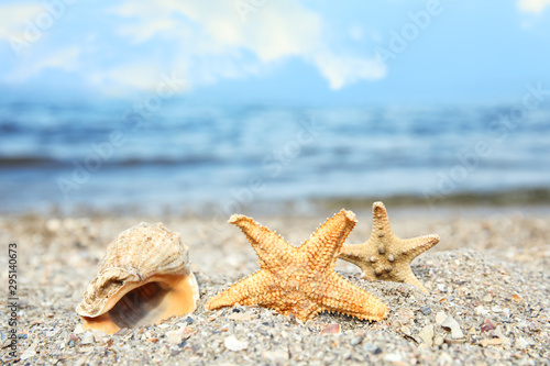 Beautiful starfishes and shell on sand near sea  space for text. Beach object