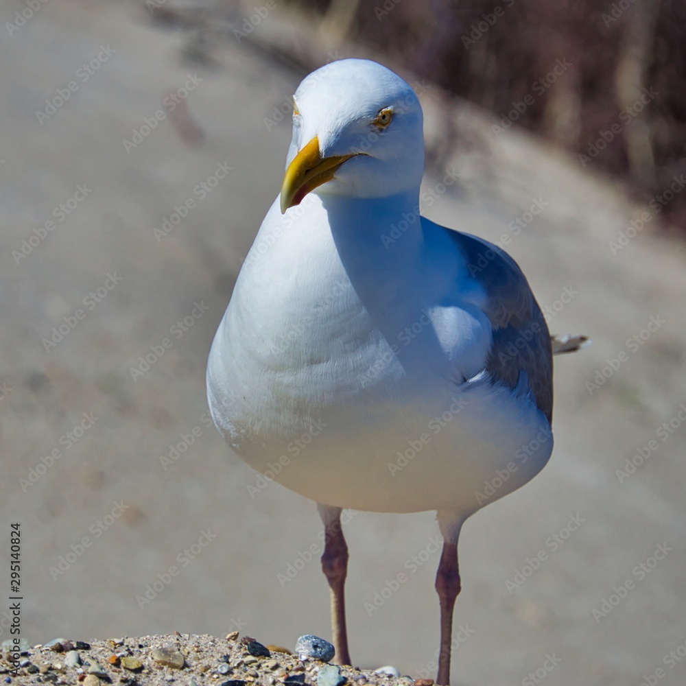 Obraz premium european herring gull on heligoland
