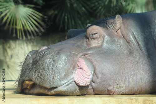 Fototapeta hippopotamus   (hippopotamus amphibius)