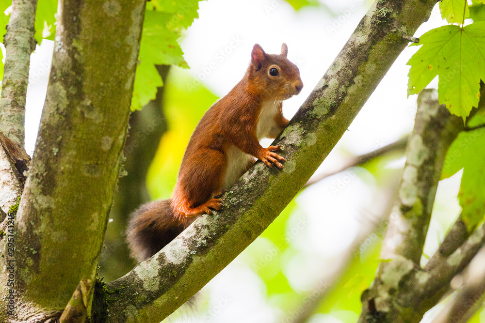 Red squirrel on tree branch Red squirrel on tree branch