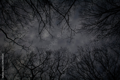 Dark Sky with tree silhouettes