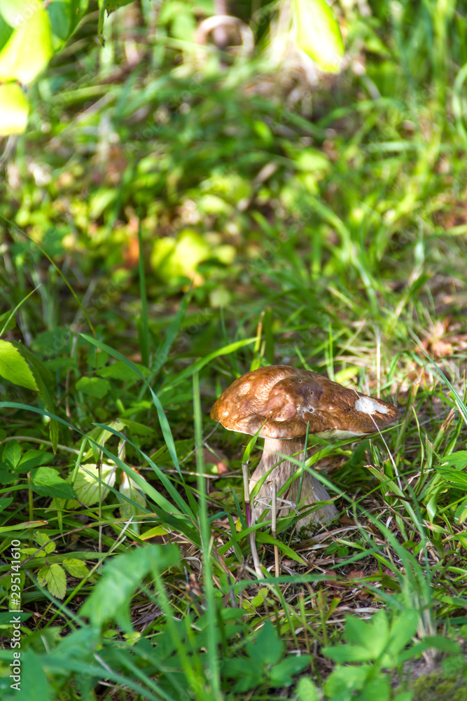 Boletus mushroom on a background of a green grass at summer season Boletus mushroom on a background of a green grass at summer season